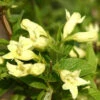 Weigela Middendorffiana, Gold-Weigelie