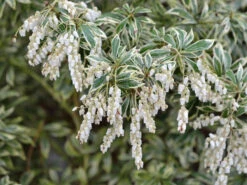 Pieris Japonica 'Variegata', Weissbuntes Schattenglöckchen -Gartenbedarfs Geschäft weissbuntes schattengloeckchen 1280x1280