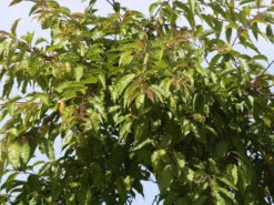 Prunus Subhirtella 'Autumnalis', Schneekirsche 6 Prunus Subhirtella 'Autumnalis', Schneekirsche -Gartenbedarfs Geschäft winterkirsche blatt 1280x1280