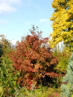 Viburnum Bodnantense 'Dawn', Winterschneeball -Gartenbedarfs Geschäft winterschneeball 1280x1280