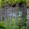 Wisteria Floribunda 'Macrobotrys', Blauregen