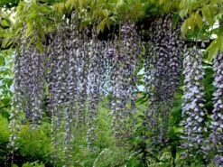 Wisteria Floribunda 'Macrobotrys', Blauregen