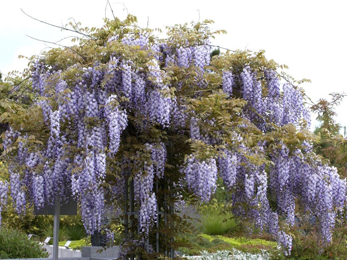 Wisteria Sinensis, Chinesischer Blauregen 2 Wisteria Sinensis, Chinesischer Blauregen – Bild 2