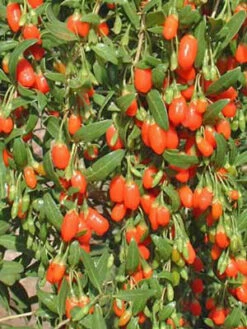 Goji-Beere 'Synthia' (Lycium Barbarum Synthia) -Gartenbedarfs Geschäft wolfsbeere55599ea0adc10 1280x1280