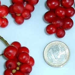 Chinesische Vitalbeere ® Wu Wei Zi -Gartenbedarfs Geschäft wu wei zie beeren 1280x1280