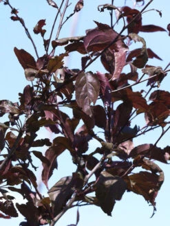 Malus 'Nicoline', Rotblättriger Zierapfel -Gartenbedarfs Geschäft zierapfel nicoline blatt 1280x1280