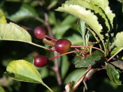 Malus Tina, Zierapfel 5 Malus Tina, Zierapfel -Gartenbedarfs Geschäft zierapfel tina frucht 1280x1280