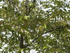 Prunus Subhirtella 'Accolade', Frühe Zierkirsche - Hochstamm -Gartenbedarfs Geschäft zierkirsche accolade blatt55599f4ab2f30 1280x1280