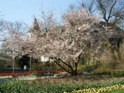 Prunus Subhirtella 'Accolade', Frühe Zierkirsche - Hochstamm -Gartenbedarfs Geschäft zierkirsche accolade strauc55599f4a90c5b 1280x1280