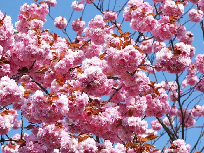 Prunus Serrulata 'Kanzan', Nelkenkirsche 2 Prunus Serrulata 'Kanzan', Nelkenkirsche – Bild 2