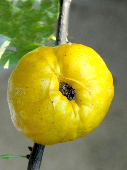 Nordische Zitrone, Essbare Zierquitte 1 Nordische Zitrone, Essbare Zierquitte