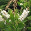 Clethra Alnifolia, Zimterle, Scheineller