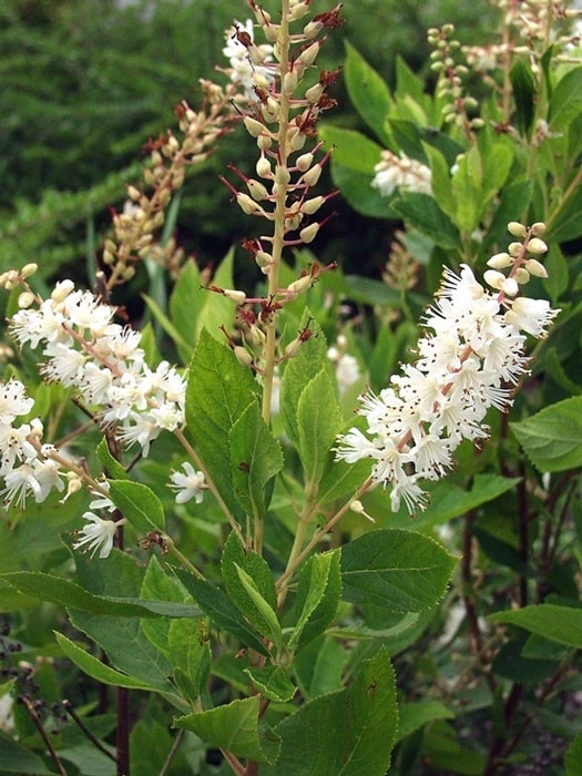 Clethra Alnifolia, Zimterle, Scheineller 1 Clethra Alnifolia, Zimterle, Scheineller