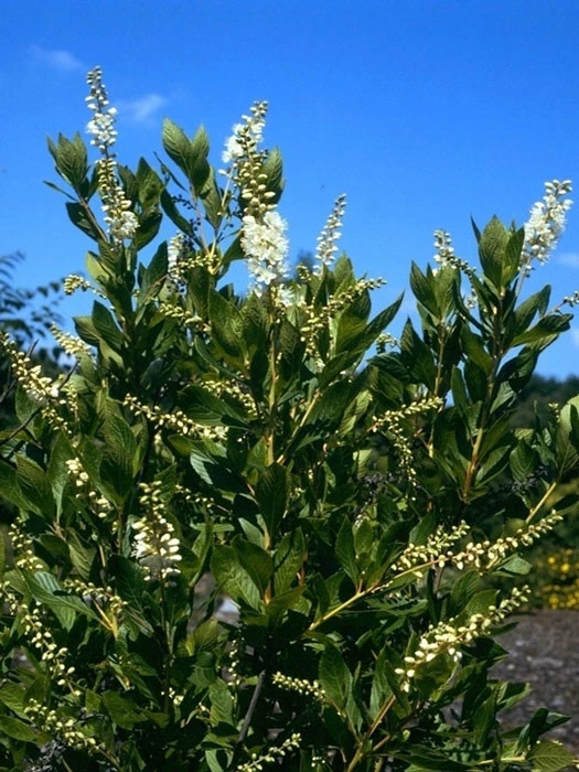 Clethra Alnifolia, Zimterle, Scheineller 2 Clethra Alnifolia, Zimterle, Scheineller – Bild 2
