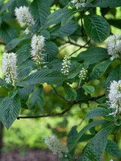 Clethra Alnifolia, Zimterle, Scheineller 6 Clethra Alnifolia, Zimterle, Scheineller -Gartenbedarfs Geschäft zimterle 1280x1280