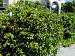 Citrus Limonum, Zitronenpflanze -Gartenbedarfs Geschäft zitronenpflanze 1280x1280