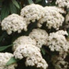 Viburnum Rhytidophyllum, Immergrüner Zungenschneeball