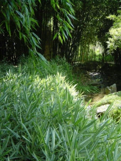 Pleioblastus Shibuyanus (variegatus) 'Tsuboi', Buntblättriger Zwergbambus