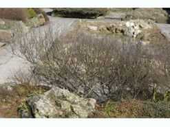 Betula Nana, Zwergbirke, Polarbirke -Gartenbedarfs Geschäft zwergbirke 1280x1280