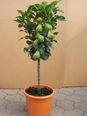 Zwergbirne 'Garden Beauty' ®, Pyrus Communis 'Garden Beauty' 1 Zwergbirne 'Garden Beauty' ®, Pyrus Communis 'Garden Beauty'