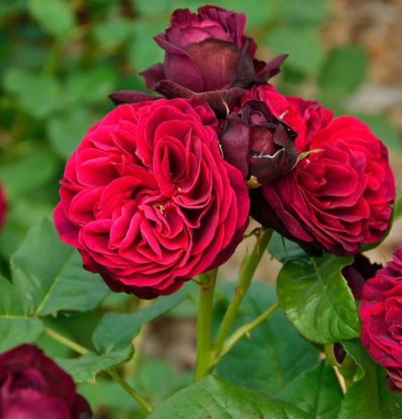 Gartenbedarfs Geschäft -Gartenbedarfs Geschäft 9a3d602a0663a08a8f9d27a9b25a3bb2